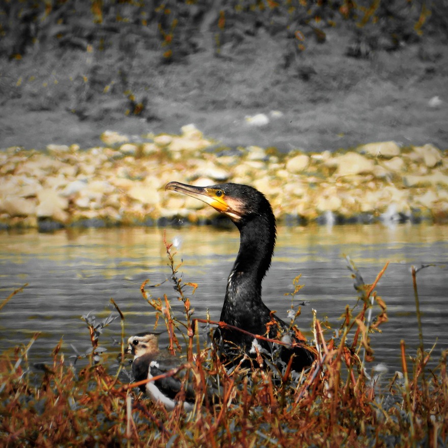 Untitled image